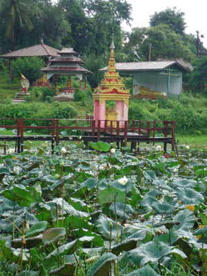 Lotus-pond