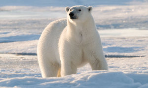 polar-bear-story-1